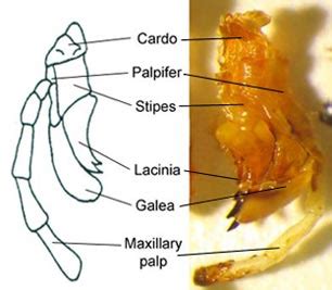 INSECT THORAX