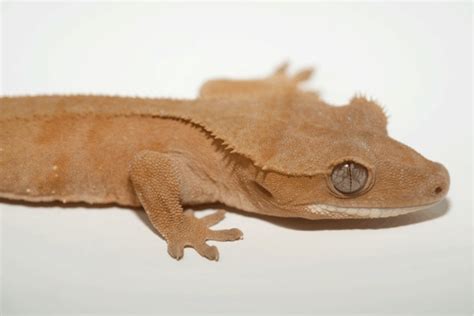 Crested Gecko Morphs List: Colors & Species (Pictures)