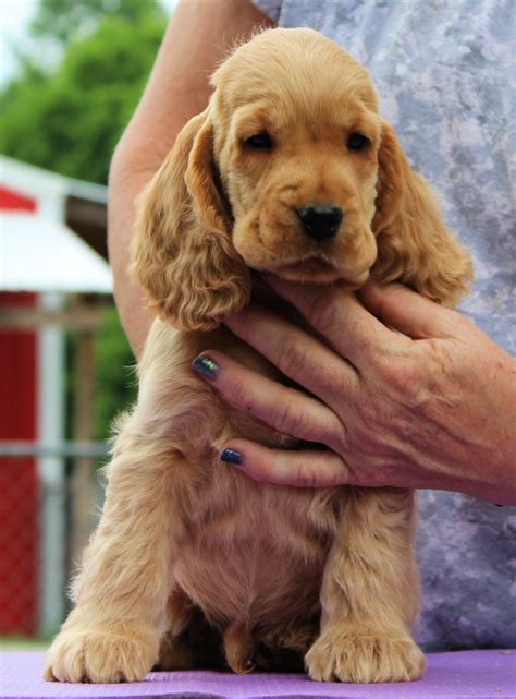 Are Cocker Spaniel Puppies Right For You