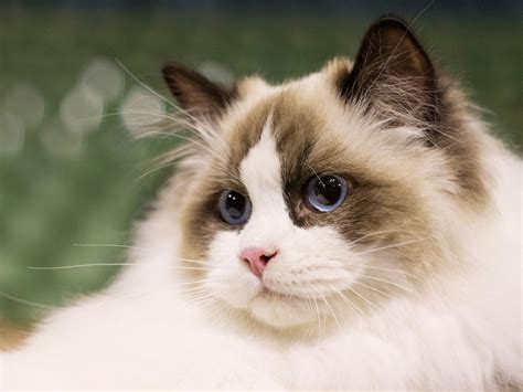 Seal Point Ragdoll Cats - Colorpoint, Mitted, Bicolor and lynx