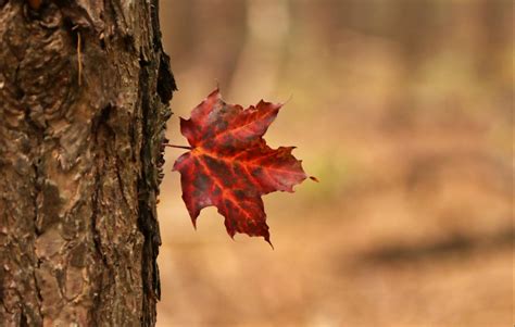 Ontario Maple Wine. It's A Thing. | Ontario Culinary