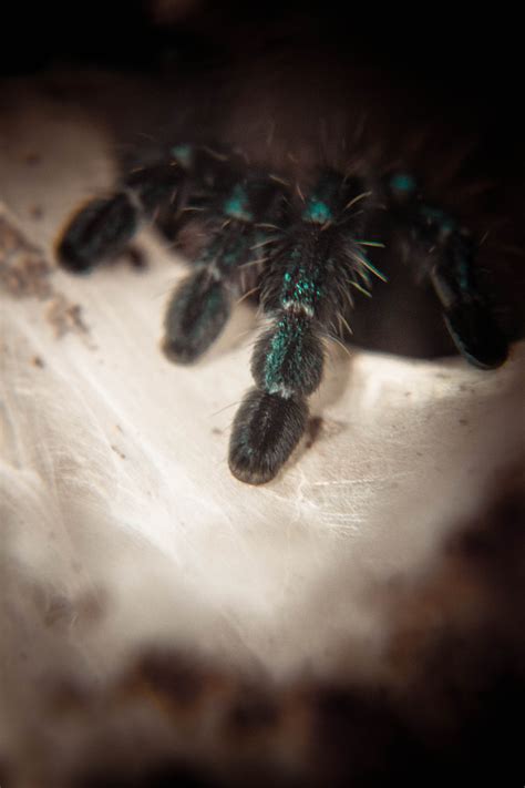 Juvenile Antilles Pinktoe Tarantula Avicularia... - macha rose