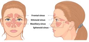 The Paranasal Sinuses - Structure - Function - TeachMeAnatomy