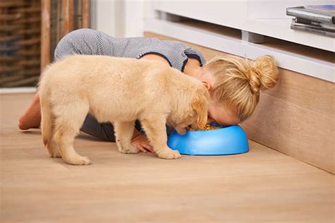 Can humans eat dog food? | Kabo