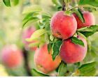 Apple Tree Seeds Pink Lady Fuji Gala Honey Crisp Envy Gold/Red Deli Native Fruit | eBay