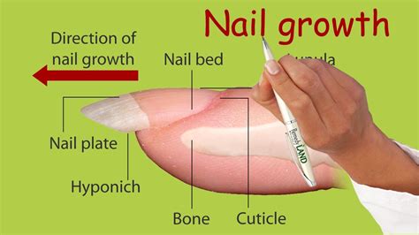 Nail growth - YouTube