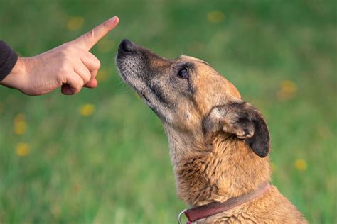 Is My Dog Too Old to be Trained? | Leader of The Pack Dog Obedience Training