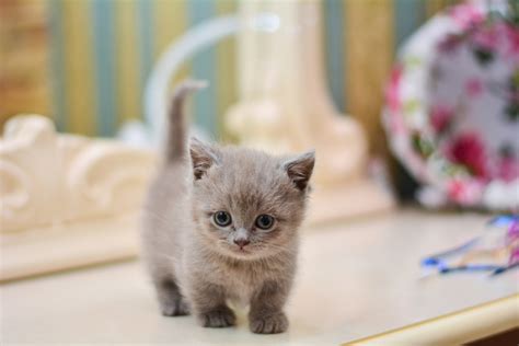 Before you bring a munchkin cat home, learn these facts | PawTracks