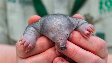 5 FACTS ABOUT ECHIDNAS/ CUTE BABY ECHIDNA - YouTube