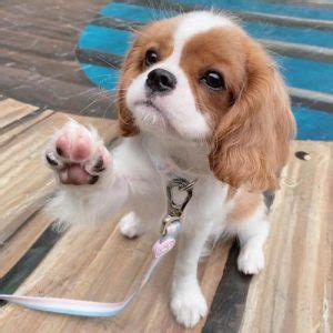 Cavalier King Charles Spaniel Dog Colors: A Complete List of All 10 ...