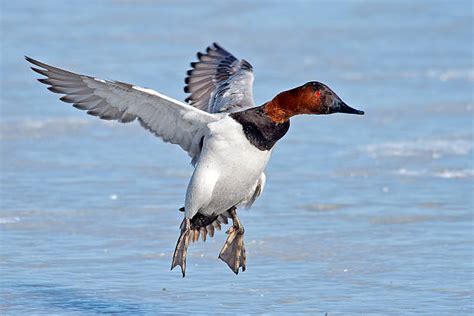 Royalty Free Canvasback Duck Pictures, Images and Stock Photos - iStock