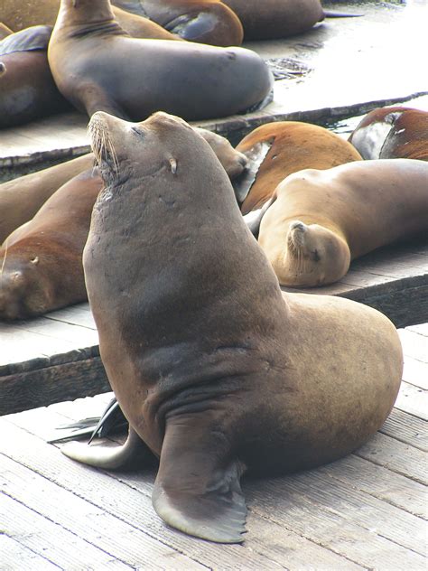 File:Sea Lions, Fisherman's Wharf, San Francisco.jpg - Wikimedia Commons