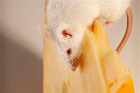 What Do Rats Eat? Wild Vs. Pet Rat Diet & Healthy Foods