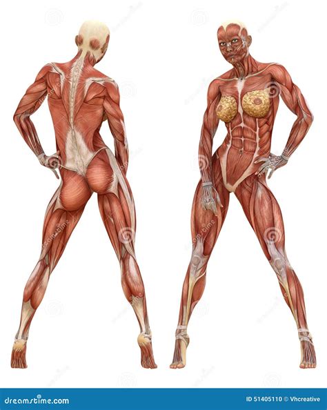 Female Muscular System Anatomy Stock Photo - Image: 51405110