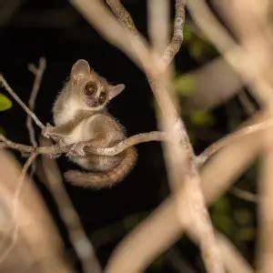 Gray Mouse Lemur - Facts, Diet, Habitat & Pictures on Animalia.bio