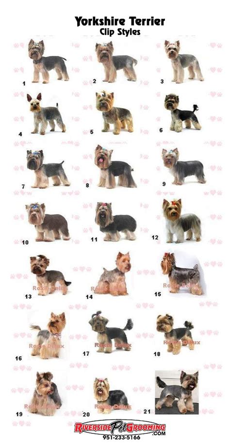 Yorkie 1 to 21 | Yorkie haircuts, Yorkshire terrier grooming, Dog ...