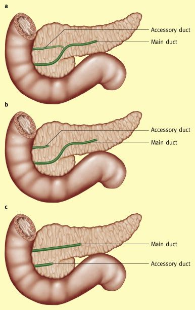 Is spleen and pancreas the same? – ouestny.com