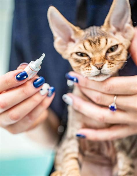 Cat Eye Infection Treatment: Tips on Administering Drops and Ointments ...