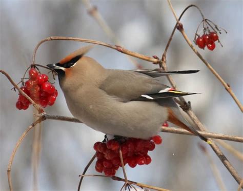 Bohemian Waxwing | Focusing on Wildlife