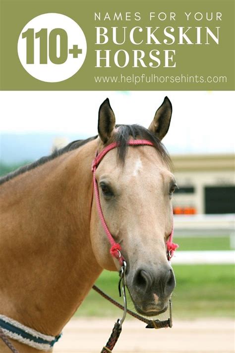 140+ Buckskin Horse Names | Horses, Buckskin horse, Horse names