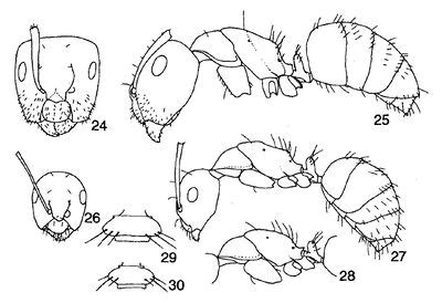 Camponotus bishamon - AntWiki