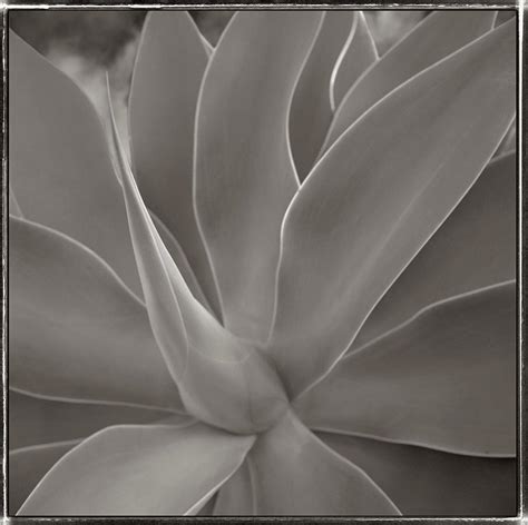 Giant aloe plant Photograph by Paul Vozdic - Pixels