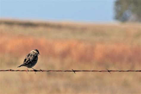 Song Sparrow On Barbed Wire Fence 2 Free Stock Photo - Public Domain Pictures