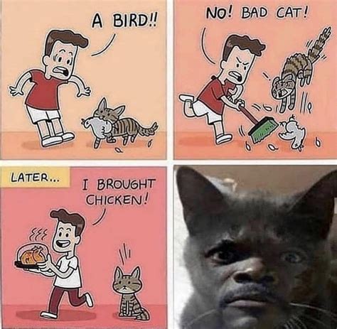 what the hell : r/Catmemes