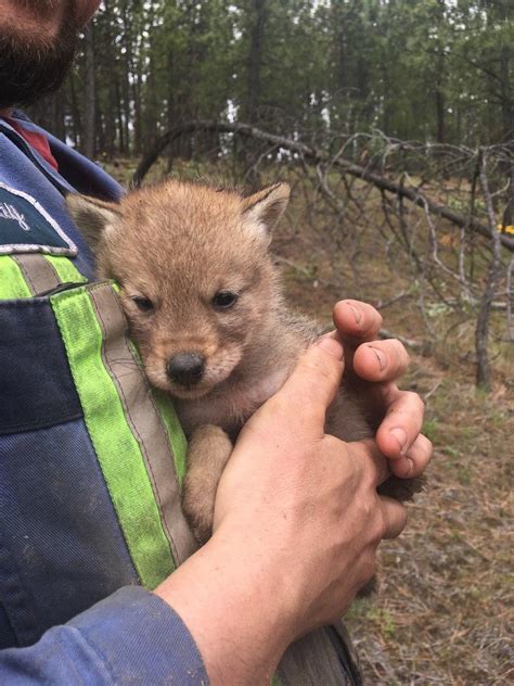 Coyote Pup. : r/aww