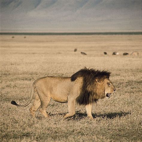 Lion | Characteristics, Habitat, & Facts | Britannica