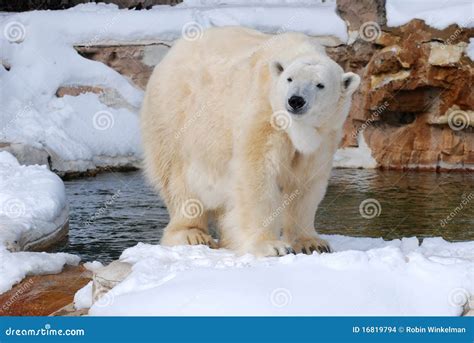 Polar bear in snow stock photo. Image of claws, snow - 16819794