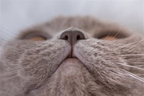 Cat Dry Nose: Causes and How to Help | Great Pet Care