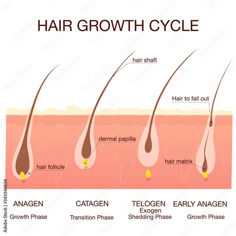 Hair growth phase step by step.Medical infographicsconcept.Stages of the hair growth cycle ...