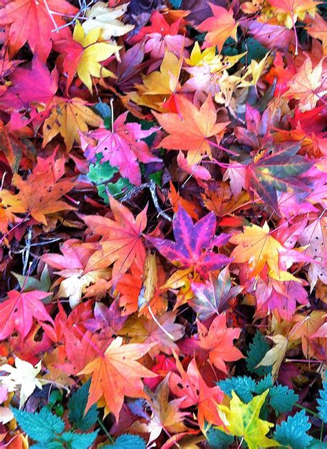 Autumn Leaves Wallpaper