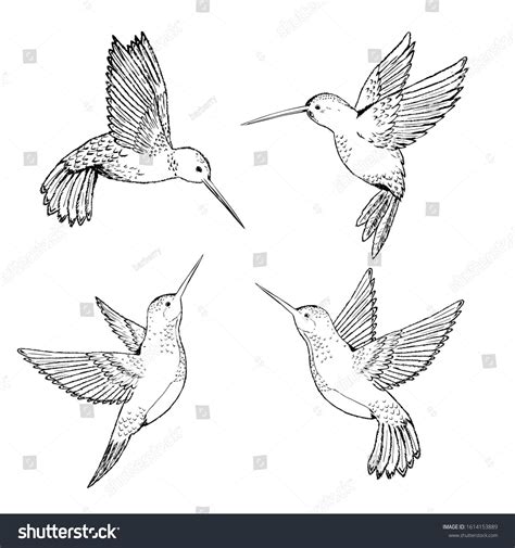 Set Hummingbirds Sketch Pencil Drawing By Stock Vector (Royalty Free) 1614153889 | Hummingbird ...