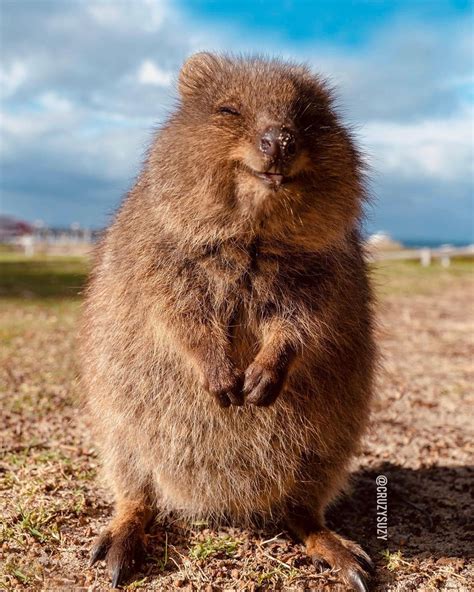 Quokka – Artofit