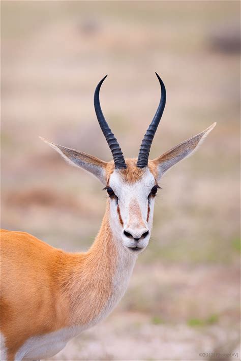 Springbok | Animals wild, Nature animals, Animals beautiful