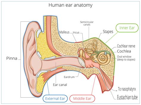 Ear Anatomy | Causes of Hearing Loss | Hearing Aids | Audiology