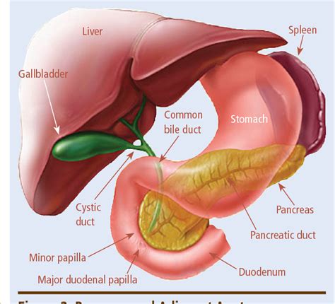 Figure 4 from Gallbladder Liver Spleen Stomach Pancreas Pancreatic duct Duodenum Common bile ...