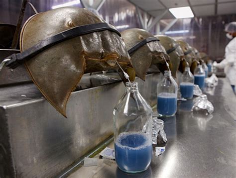 LAL: Limulus Amebocyte Lysate - The Horseshoe Crab