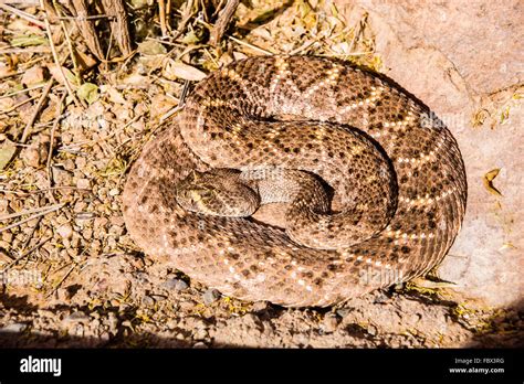 Desert Rattlesnake Stock Photo - Alamy