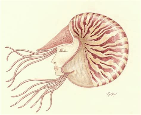 Chambered Nautilus Drawing at PaintingValley.com | Explore collection ...