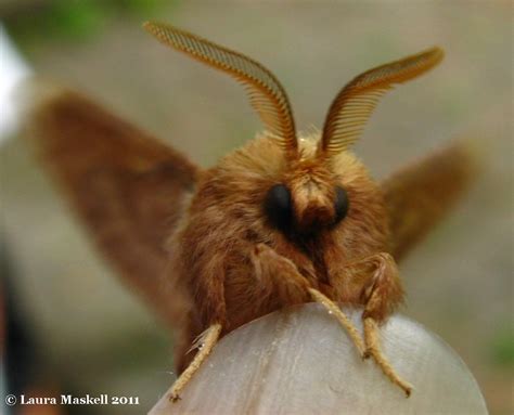 Forest Tent Caterpillar Moth