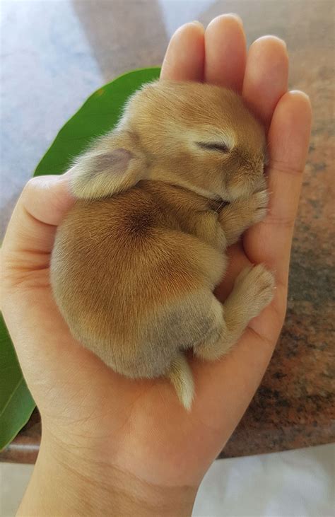 A handful of innocent fuzz : r/tinyanimalsonfingers