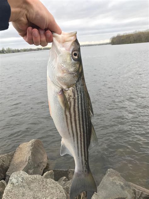 First Delaware River striped bass of the spring! : r/Fishing