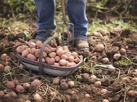 How to Plant Potatoes - Plant Instructions