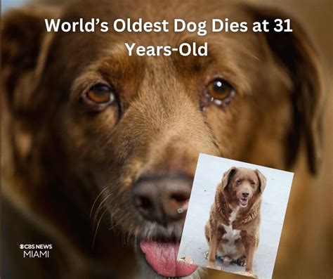 Guinness World Record Bobi, the Oldest Dog, Has Died at 31 Years-Old – County News Line