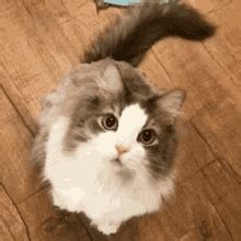 Wink Cat Cat Wink GIF - Wink Cat Cat Wink - Discover & Share GIFs