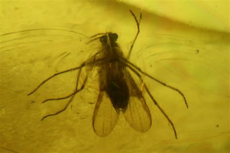 Three Fossil Flies (Diptera) and Several Mites (Acari) in Baltic Amber ...