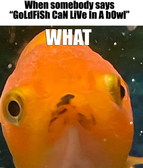 goldfish Memes & GIFs - Imgflip